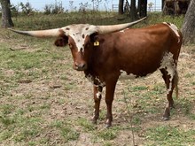 MEADOWLARK SINGING SJ