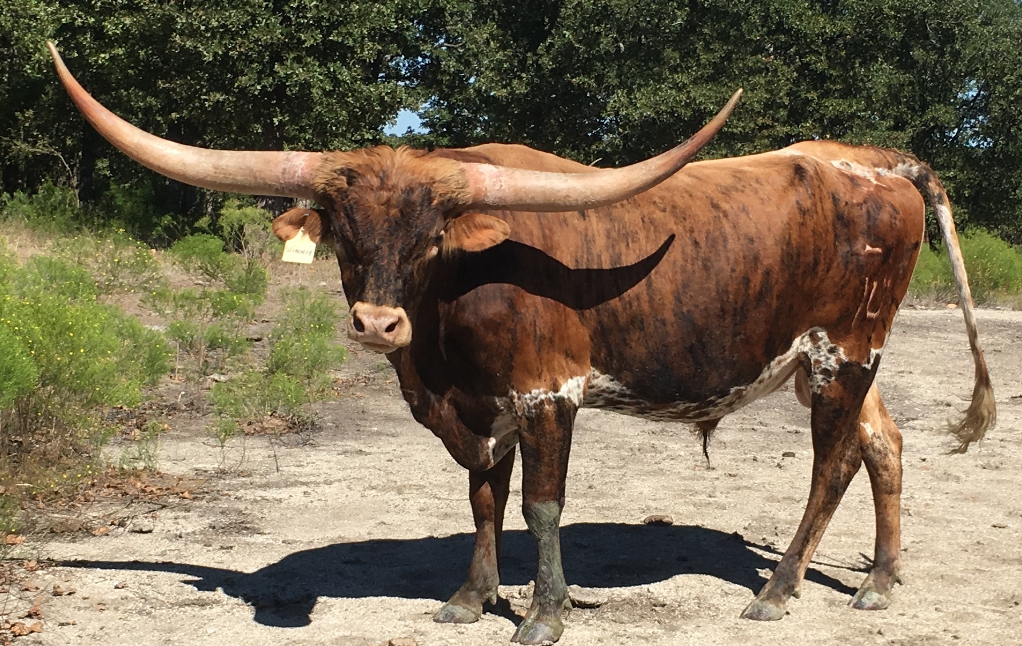 Jordan Ranch Longhorns is proud to have Mr Poco Bueno Chex as their